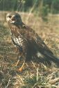 Канюк обыкновенный (Buteo buteo)